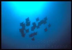 School of 28 manta rays shot in Pemba island next to Tanz... by Bernard Radvaner 